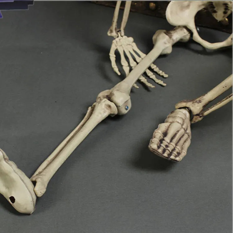 Full-size 170cm tall plastic skeleton skull prop displayed upright
