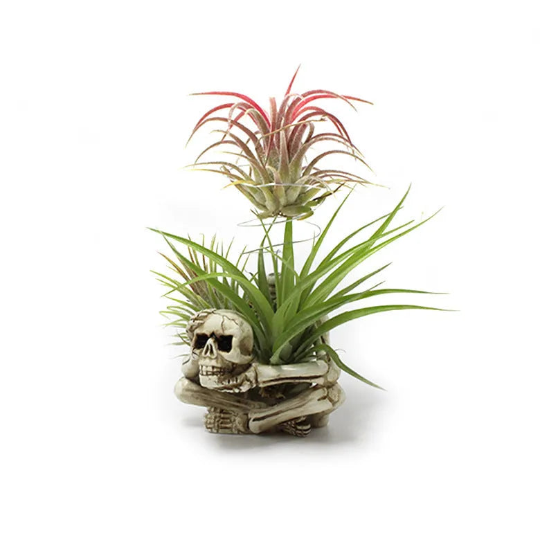 Black resin tillandsia bracket with skull design for soilless air plant display