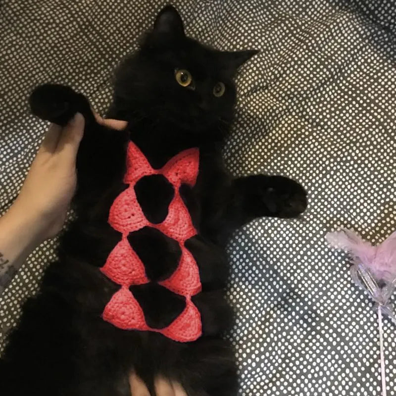 Cat wearing a pink bikini bra and underwear costume for a party.