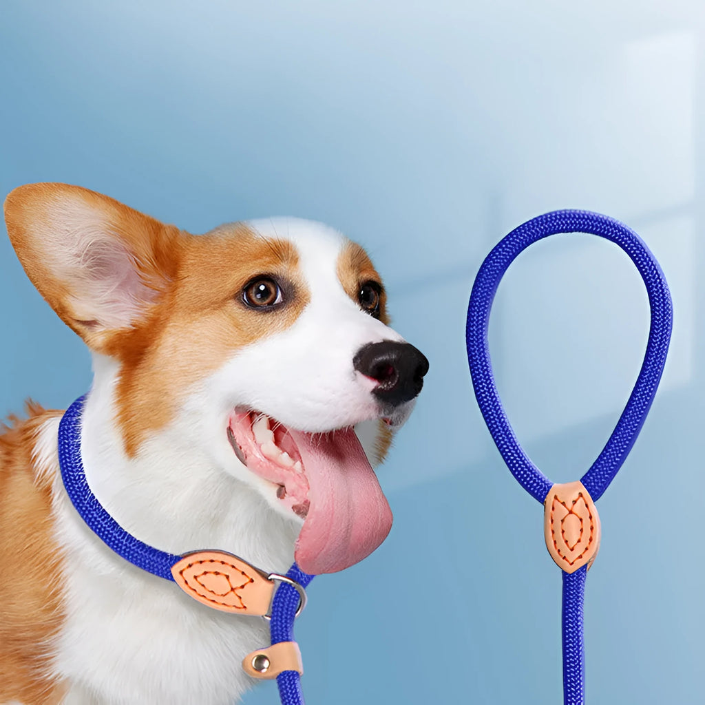 Blast race training dog leash with automatic tightening nylon collar in multiple colour options.