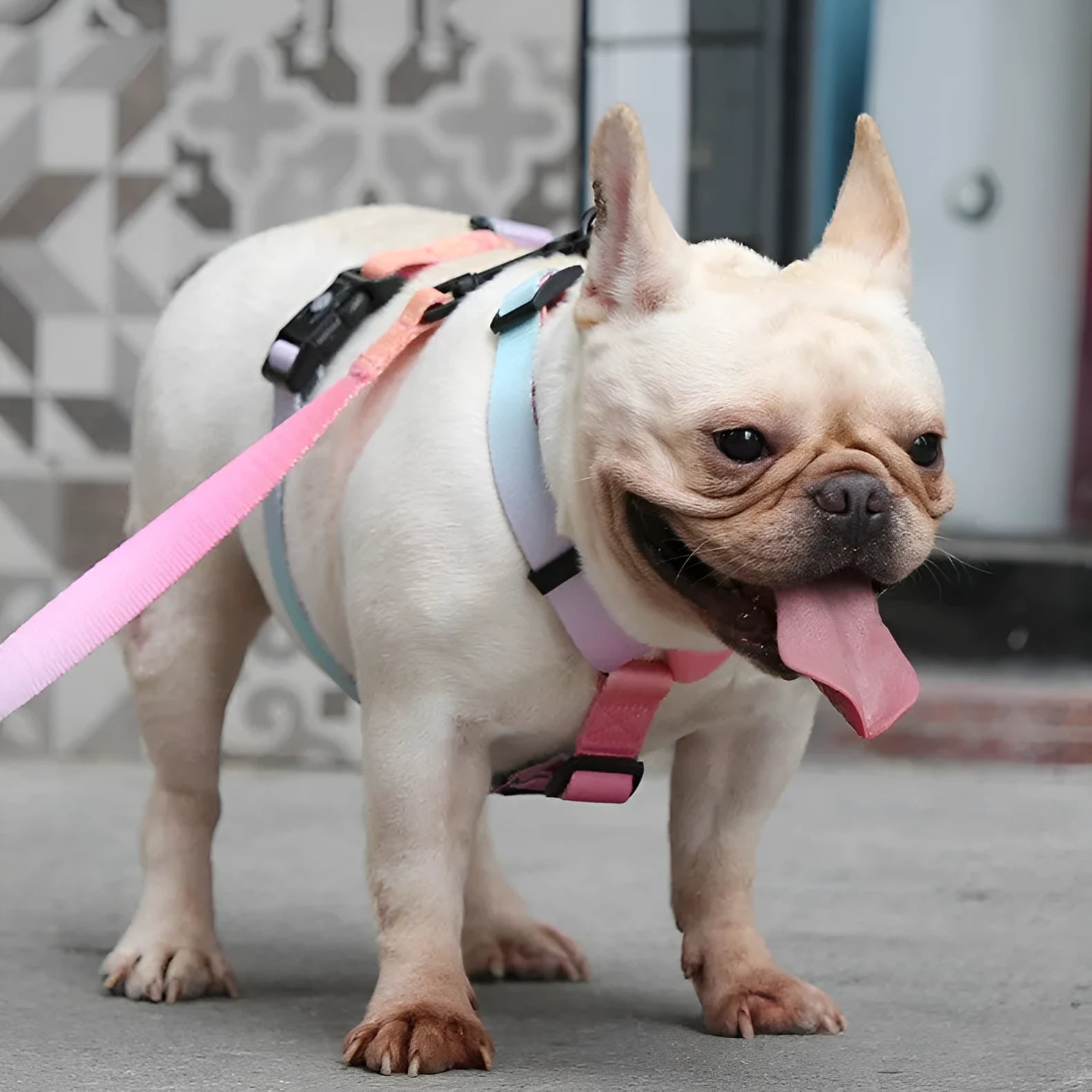 Gradient colour dog harness with chest straps in purple, blue, neon, or green patterns