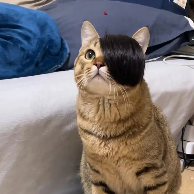 Black polyester cat wig with imitation braid styling for pet dress-up occasions
