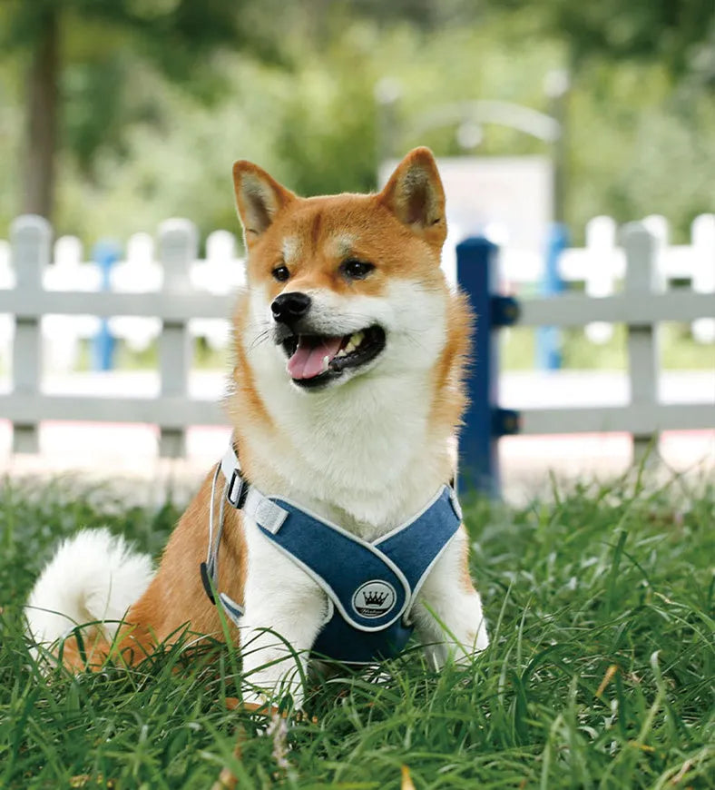 Adjustable dog and cat harness with breathable mesh material in blue colour with matching leash