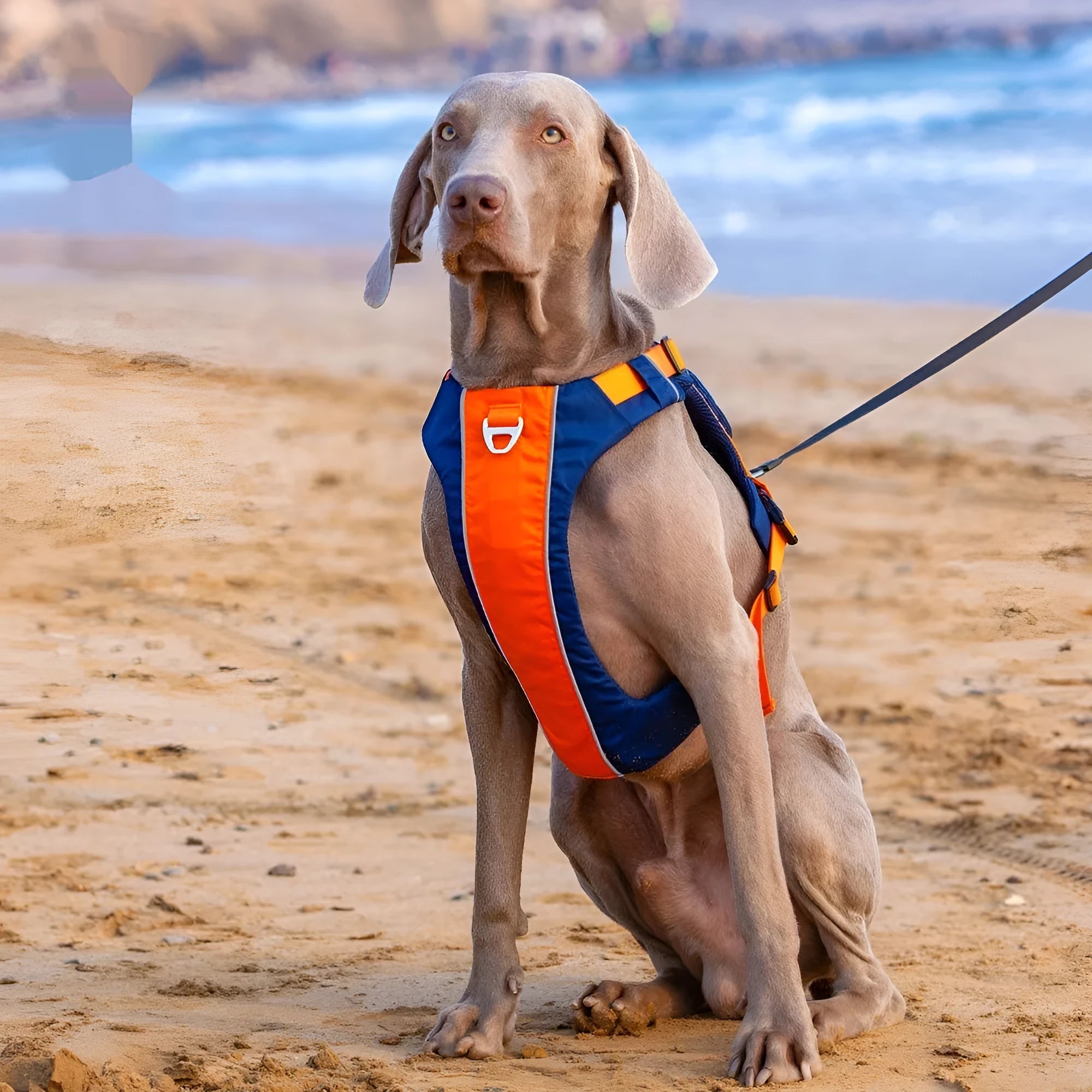 Orange and blue nylon dog chest strap vest harness with integrated hand rope shown on a medium-sized dog.