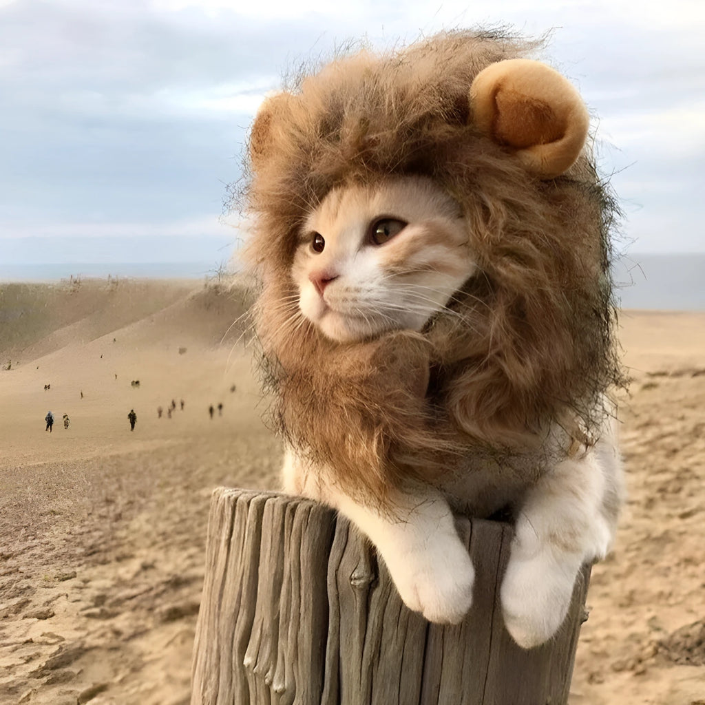 Lion mane wig costume accessory on cat with soft artificial hair and plush ears