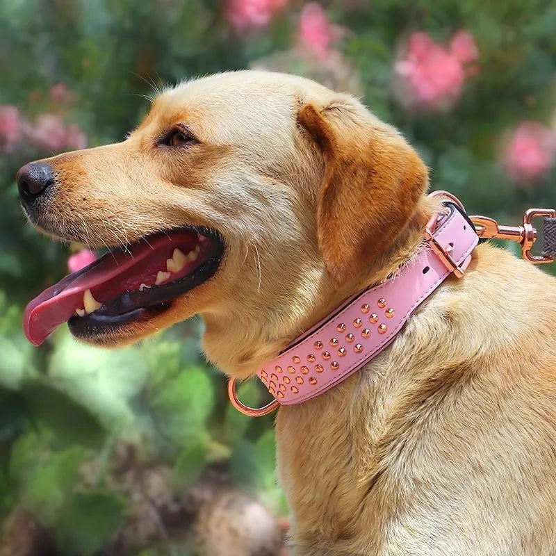 Chocolate coloured leather dog collar with metal rivets for anti-bite protection on a dog's neck.