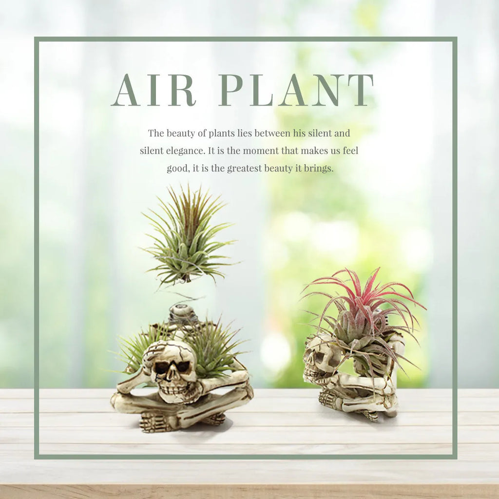 Black resin tillandsia bracket with skull design for soilless air plant display