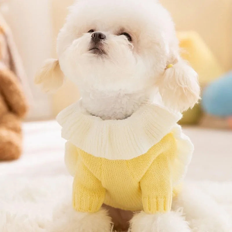 Yellow knitted dog sweater with star pattern and turtleneck on small breed puppy