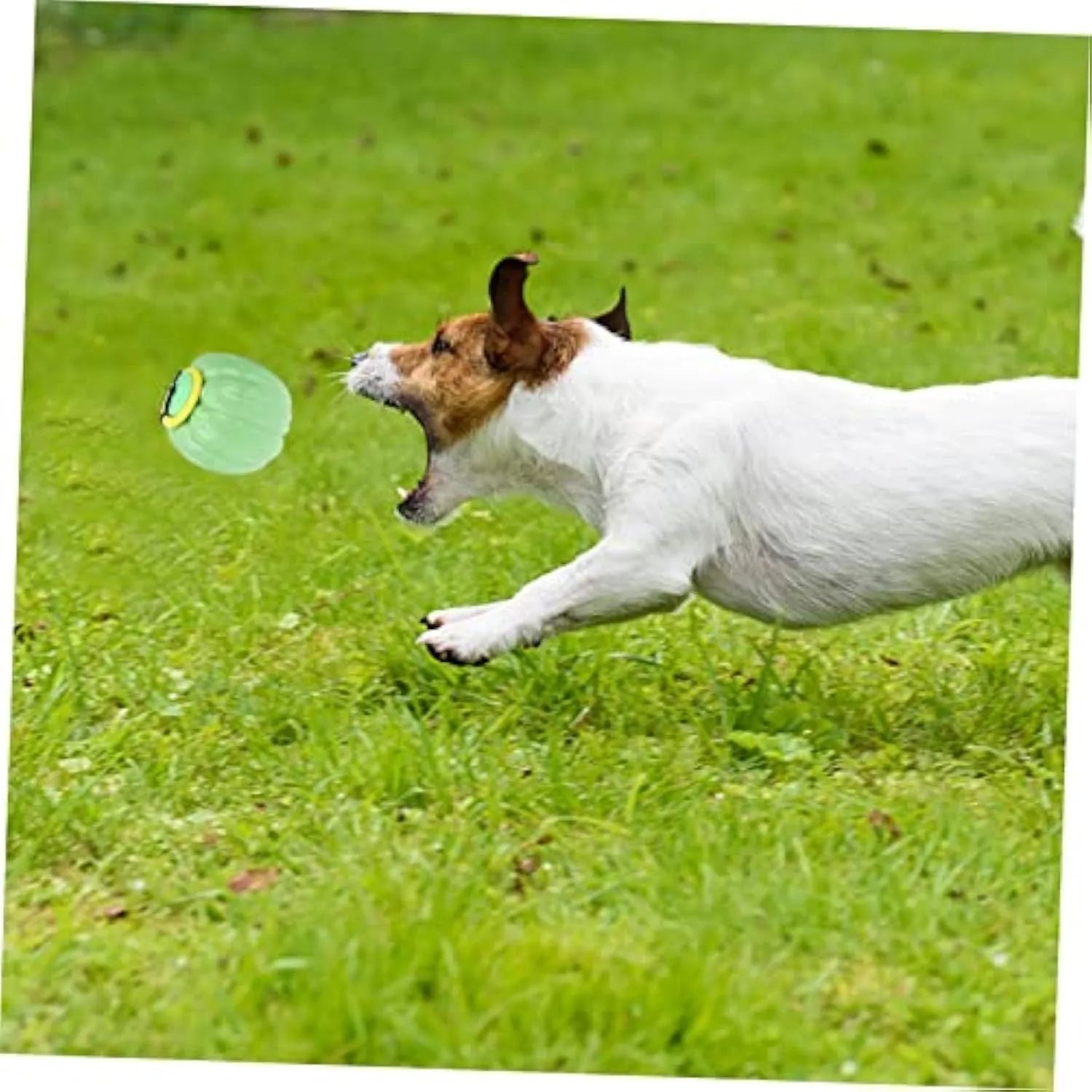 Orange plastic pumpkin-shaped dog chew toy with a squeaker, shown next to a measuring tape indicating its 68mm size.