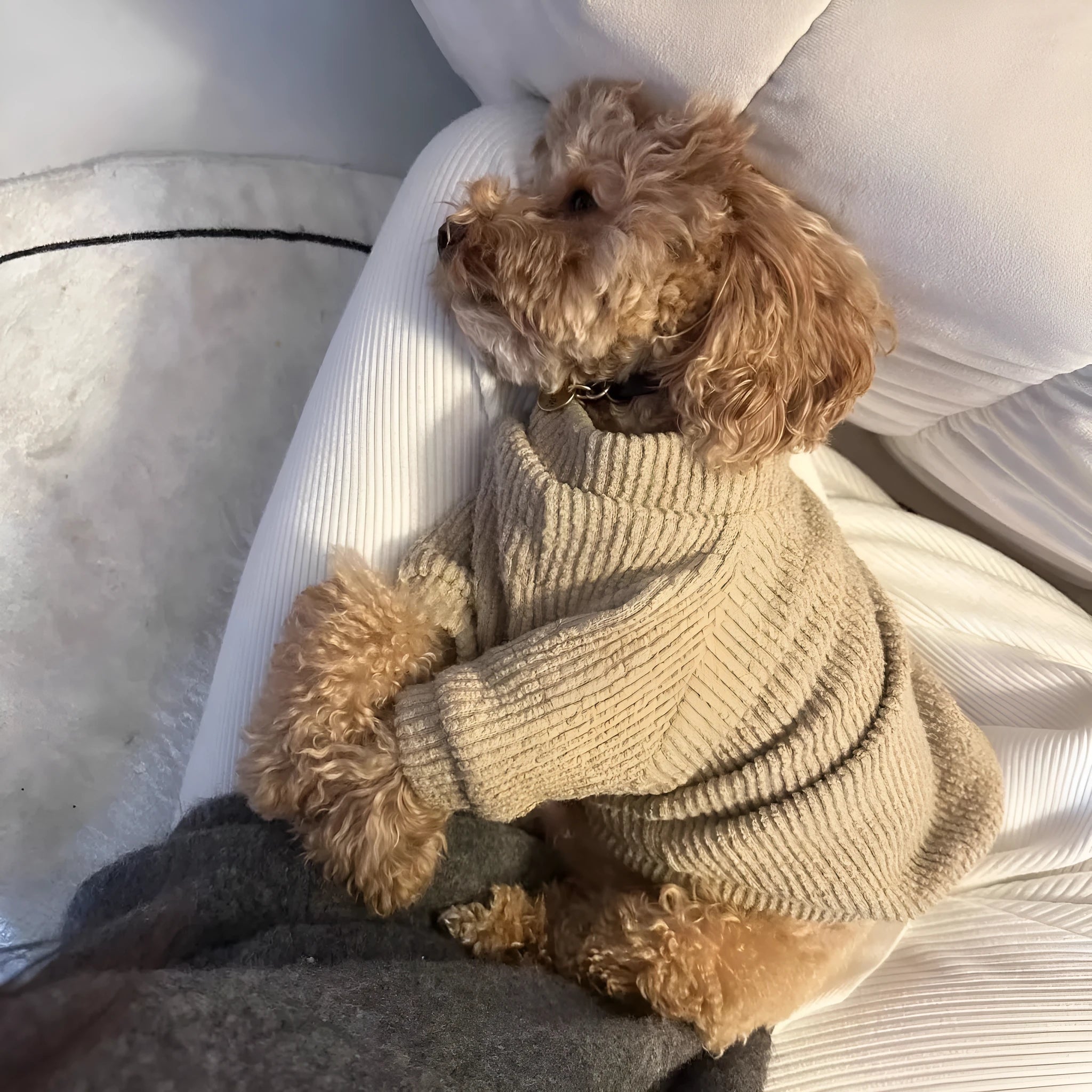 Brown cloth pullover dog sweater on a small breed dog.