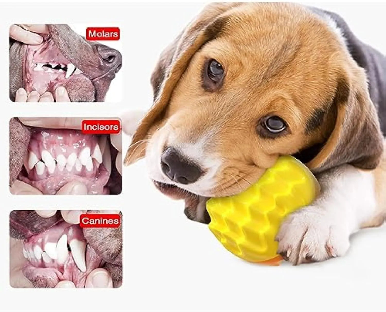 Blue and orange durable rubber squeaky dog ball with texture bumps for dental cleaning.