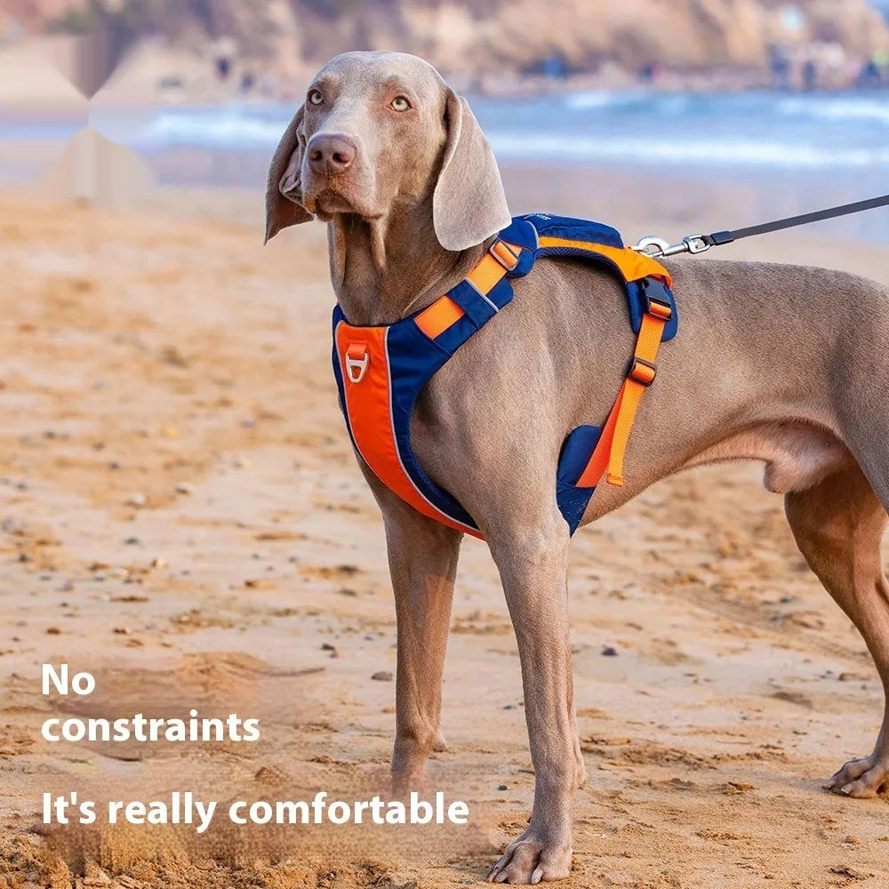 Orange and blue nylon dog chest strap vest harness with integrated hand rope shown on a medium-sized dog.