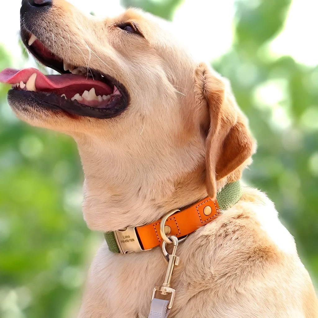 Small dog mohair collar and leash set in Mo Landi green, showing the neck ring and attached traction rope.
