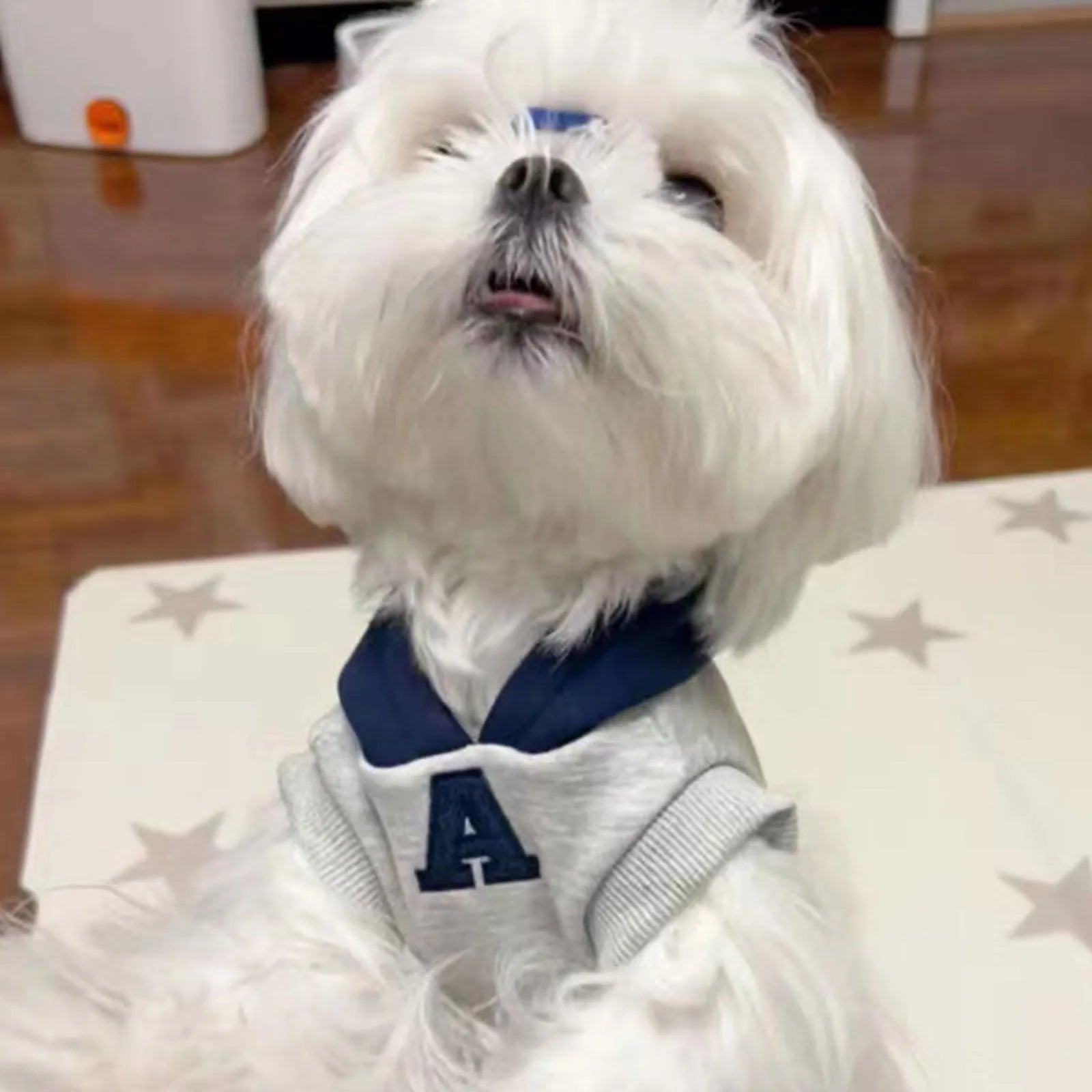 Blue slim-fit pet hoodie with reflective letters on a dog, showing the casual style and safety feature.