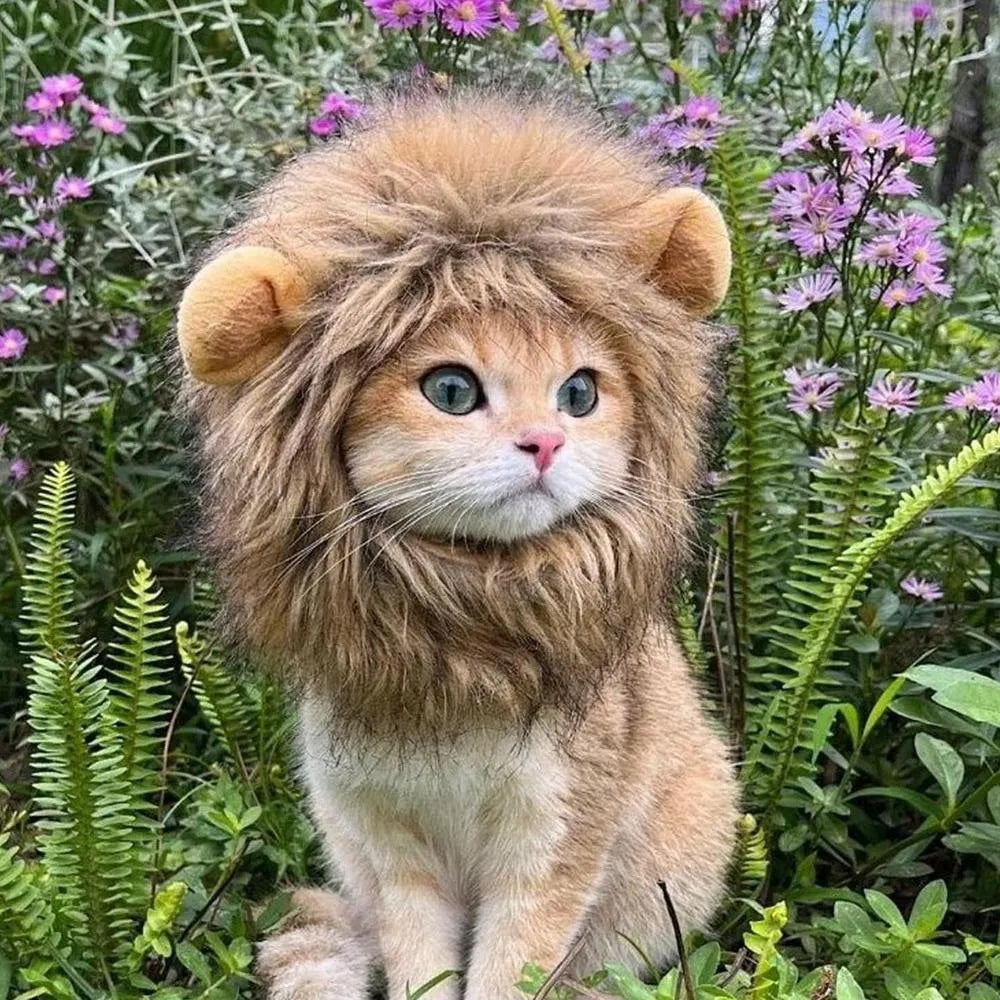 Lion mane wig costume accessory on cat with soft artificial hair and plush ears