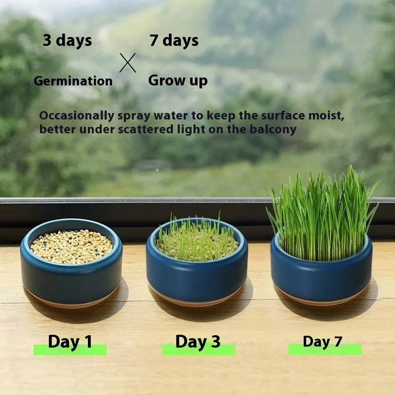 Hydroponic cat grass kit with soilless cup and five seed packs in blue, green, or yellow colours