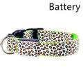 Rechargeable LED dog collar in nylon webbing with USB charging cable in blue colour