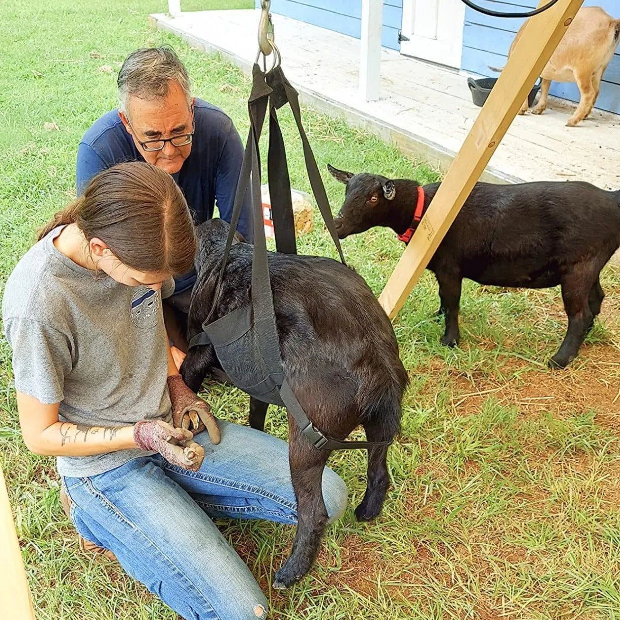 Black calf large dog weighing sling measuring 35x150cm for veterinary and livestock weight measurement