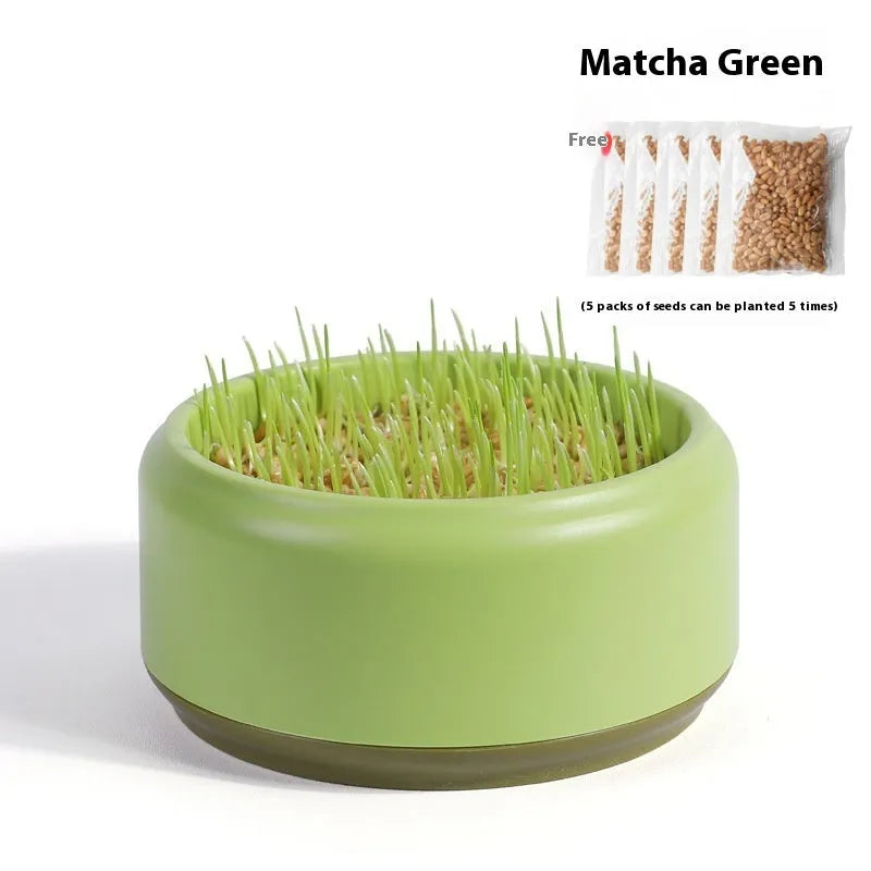 Hydroponic cat grass kit with soilless cup and five seed packs in blue, green, or yellow colours
