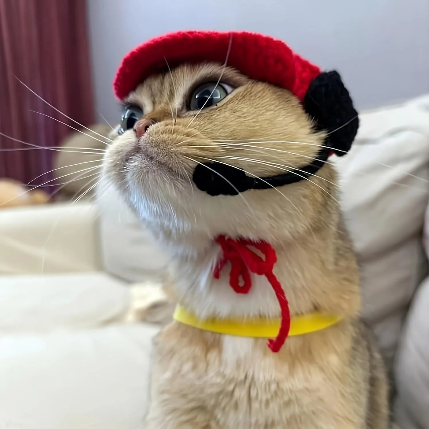 Handmade cotton knitted sweater and chef hat outfit for a small cat wearing a birthday costume.